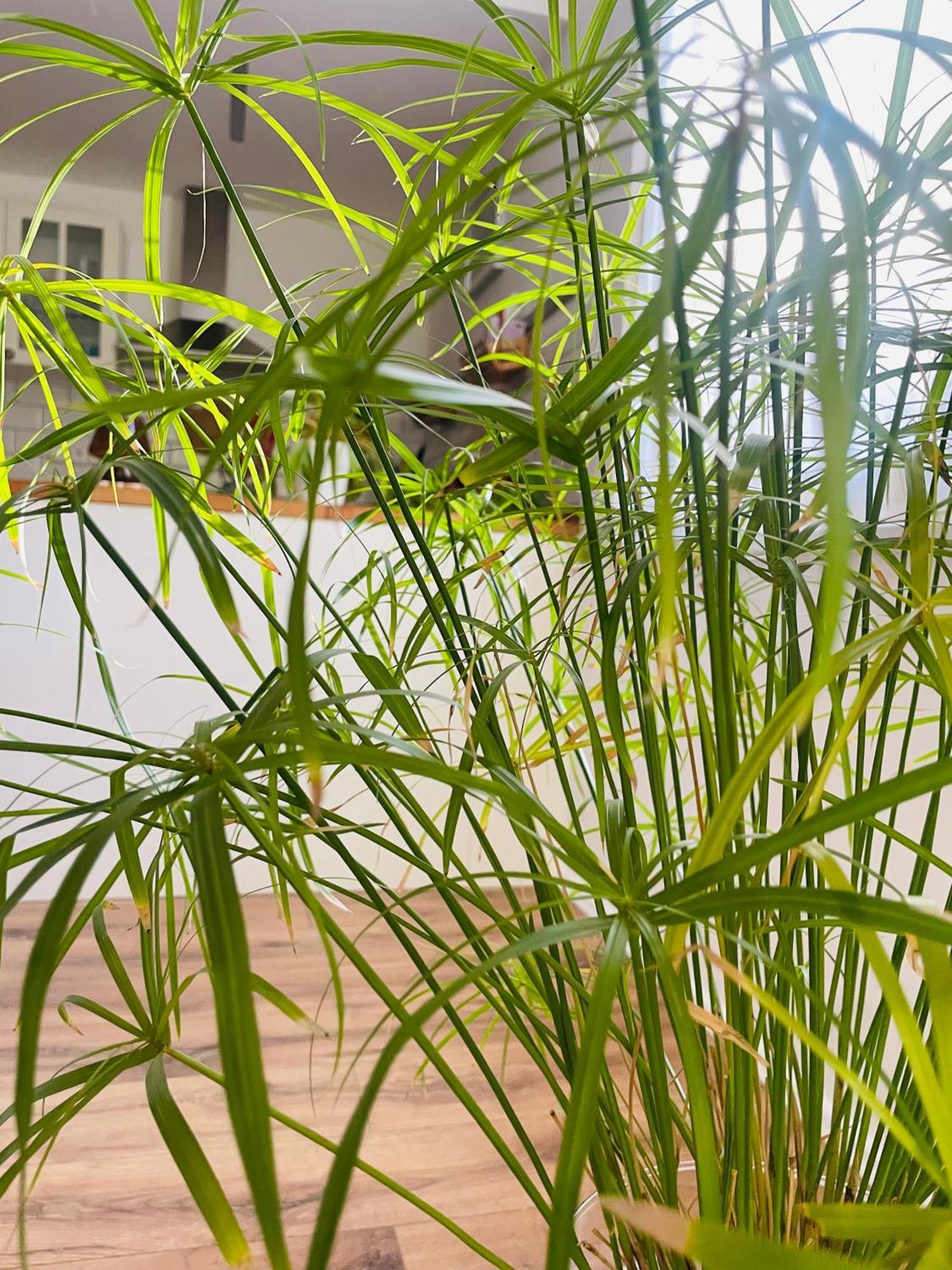 70M2 Romantic Living In The Old Town With Garden ブラチスラヴァ エクステリア 写真